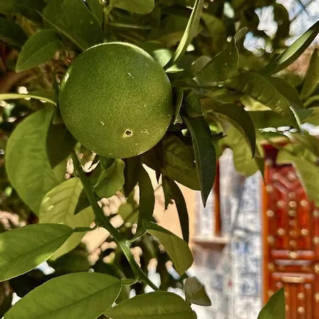 Singular Cotton Apartment