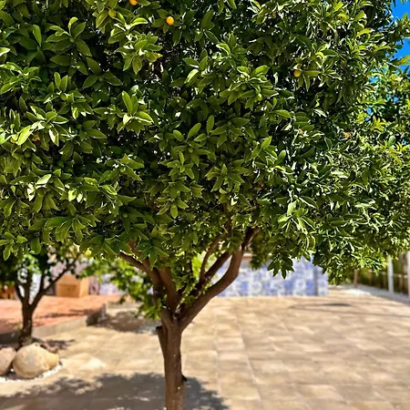 Singular Cotton * Granada