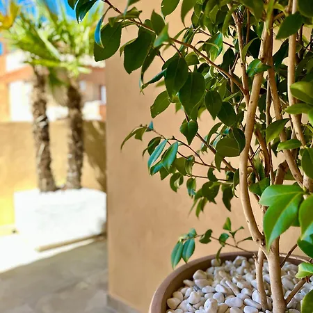 Singular Cotton * Granada